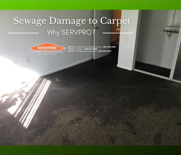 Carpet saturated with sewage water in an apartment.