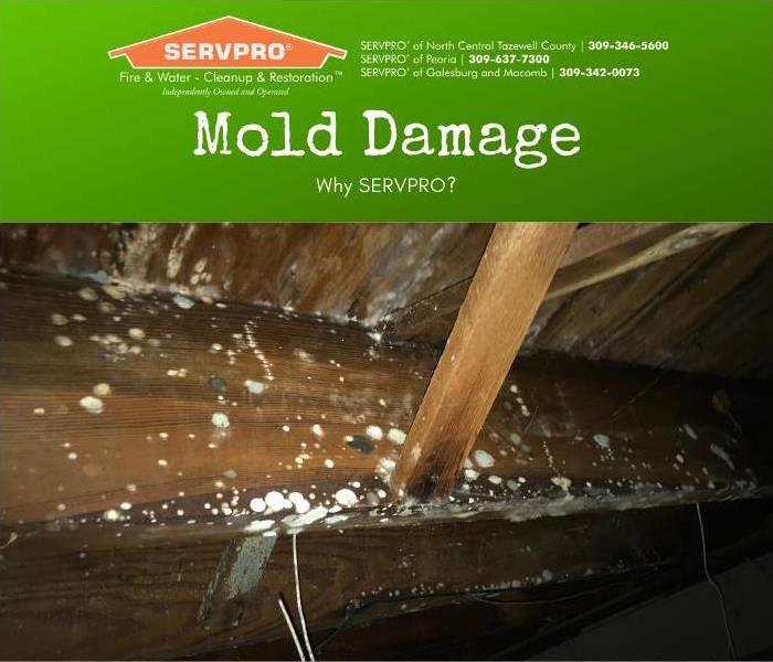 Mold on home support beams from excess moisture.