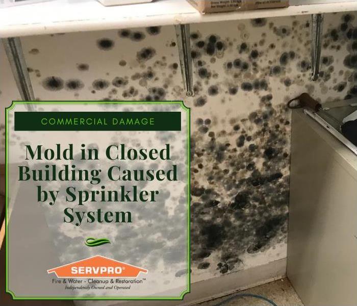Wall sprayed by internal sprinkler system is covered in mold because the building was closed.
