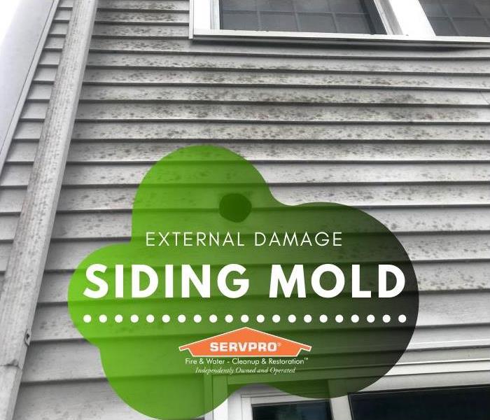 There is a light layer of mold growing on the white siding of a house.