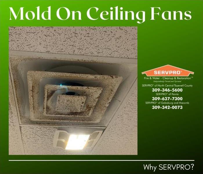 Mold damage to a ceiling fan.